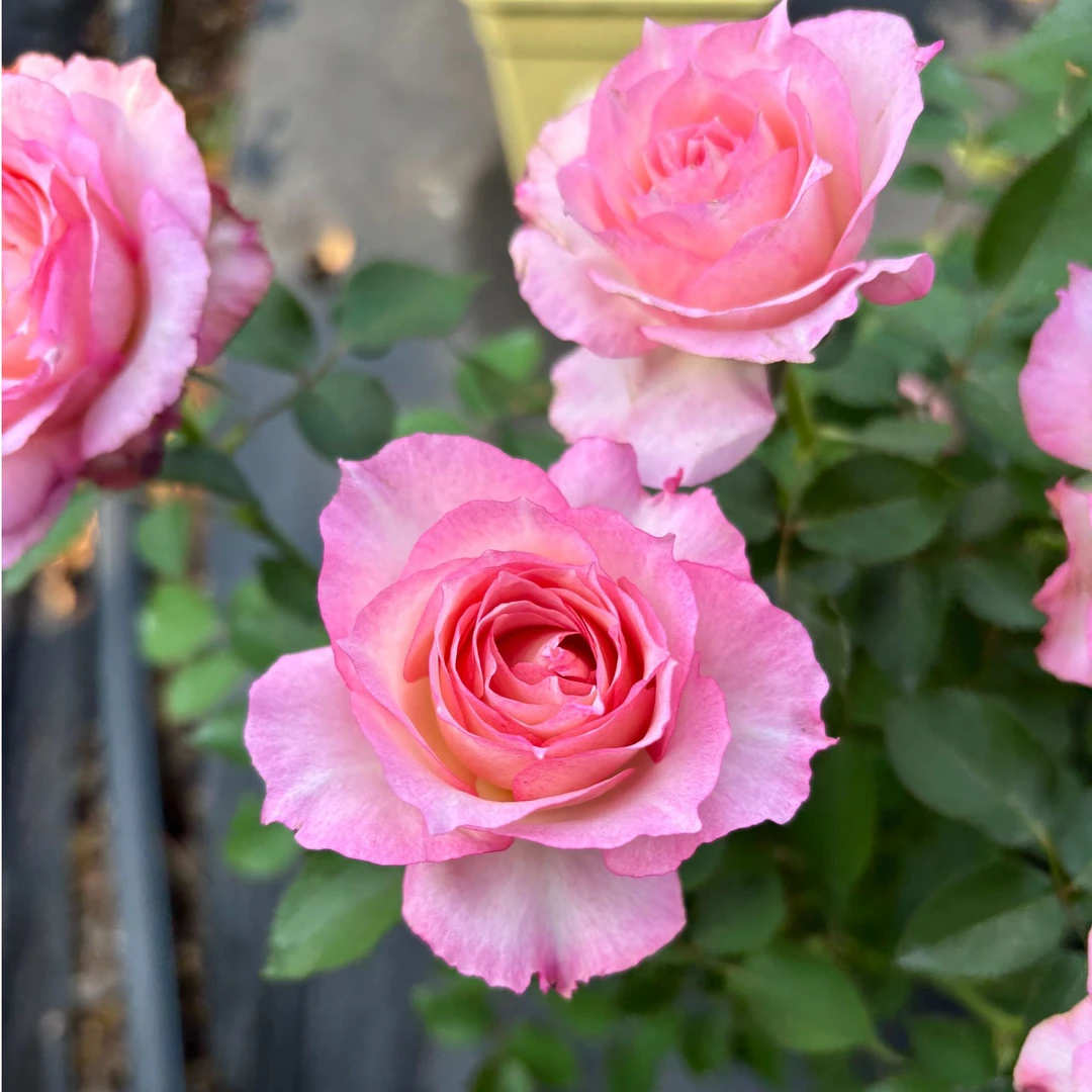 宜然园艺芷若月季1.2加仑黑哥武侠系列独家授权多季开花适合新人