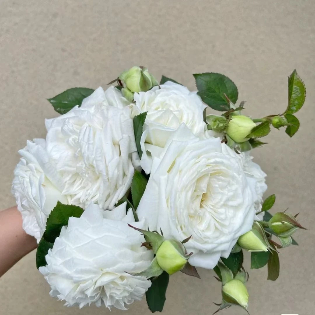 宜然园艺伊芙婚礼之路1.5加仑灌木花苗欧洲月季多季节重复开花
