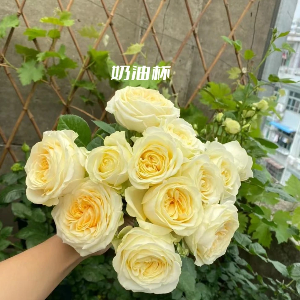 宜然园艺  奶油杯 2加仑 灌木欧洲月季多季节重复开花