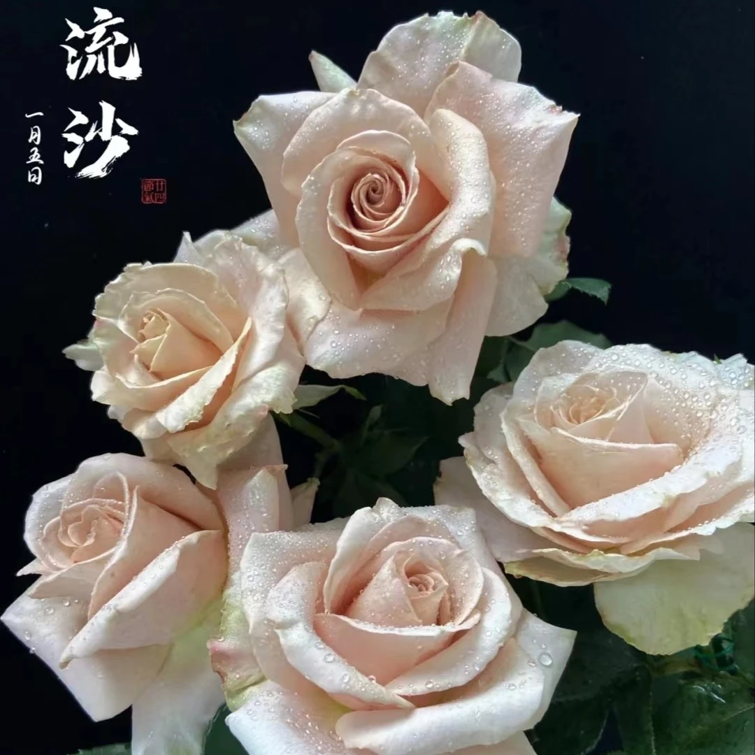 宜然园艺流沙0.7加仑灌木欧洲月季多季节重复开花抗病性强盆栽