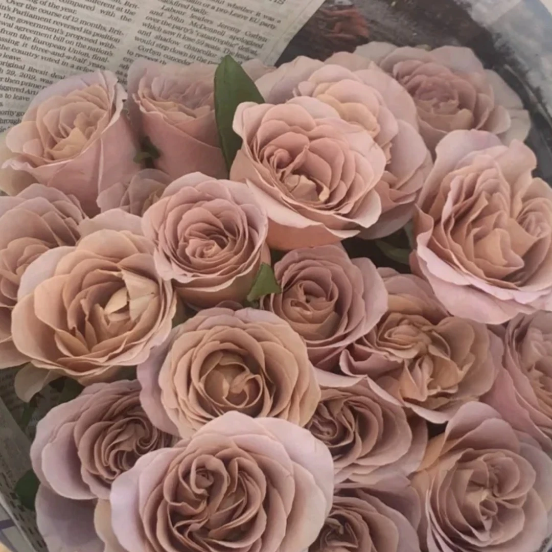 宜然园艺 拿铁咖啡 1.5加仑 灌木欧洲月季多季节重复开花