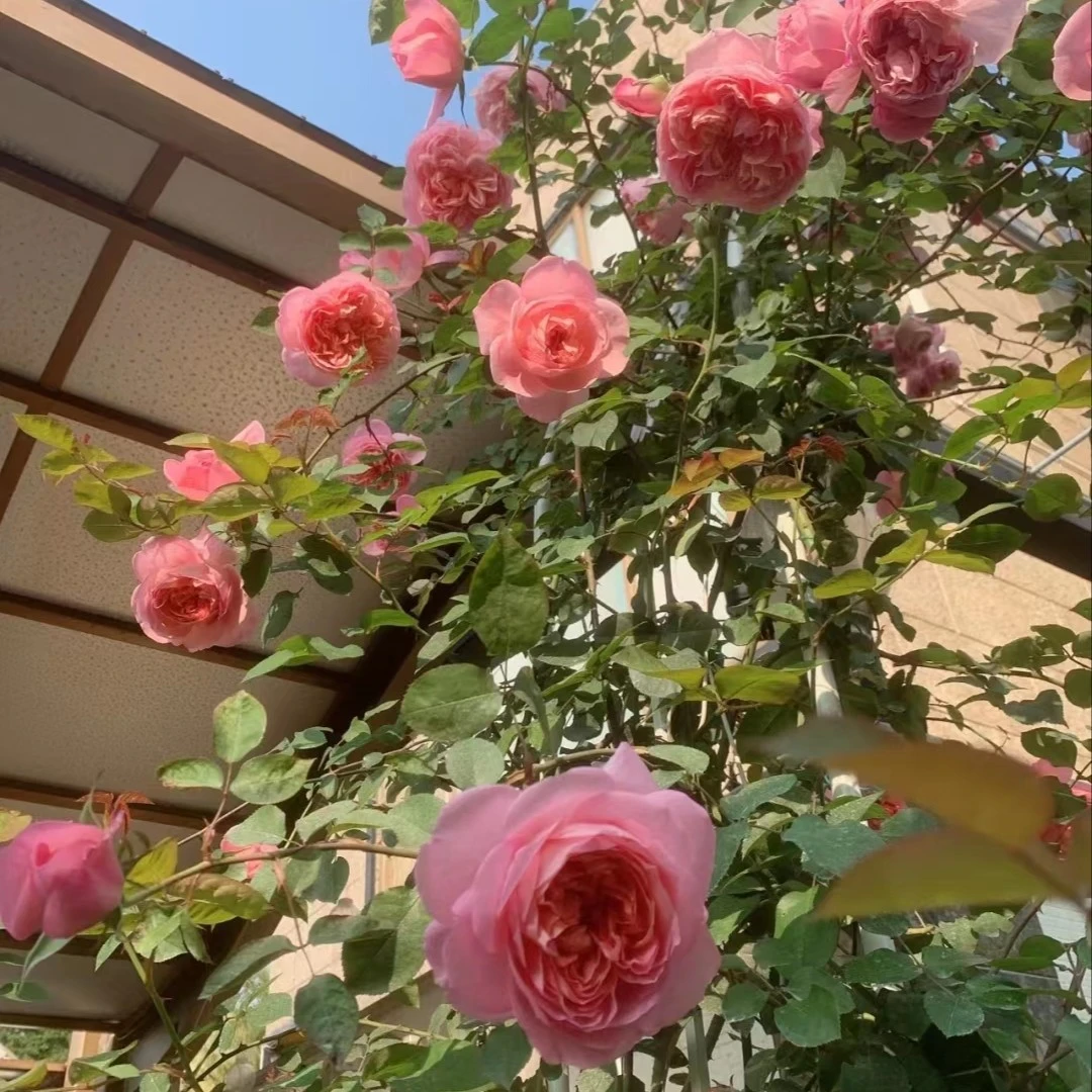 宜然园艺 舍农索城堡的女人  2加仑藤本欧洲月季多季节重复开花