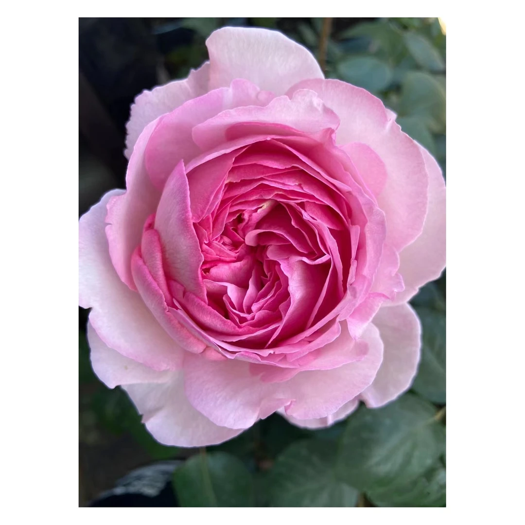 宜然园艺  伊芙四度芳香 1加仑灌木欧洲月季多季节重复开花