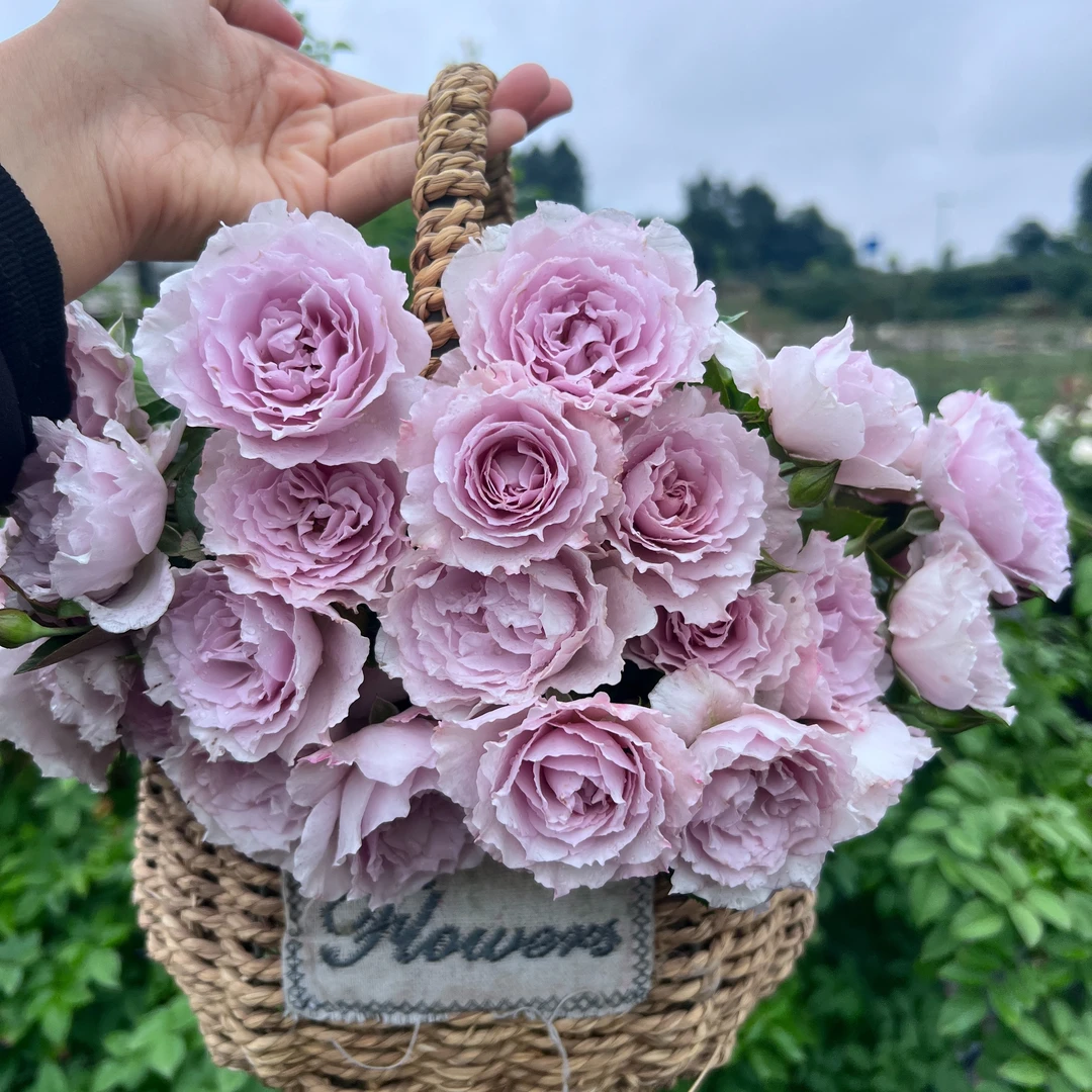 宜然园艺 蜻蜓  1加仑灌木花苗欧洲月季多季节重复开花