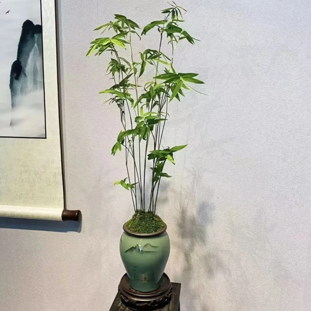 翡翠观音竹米竹室内好养桌摆绿植艺术盆栽绿植禅意竹