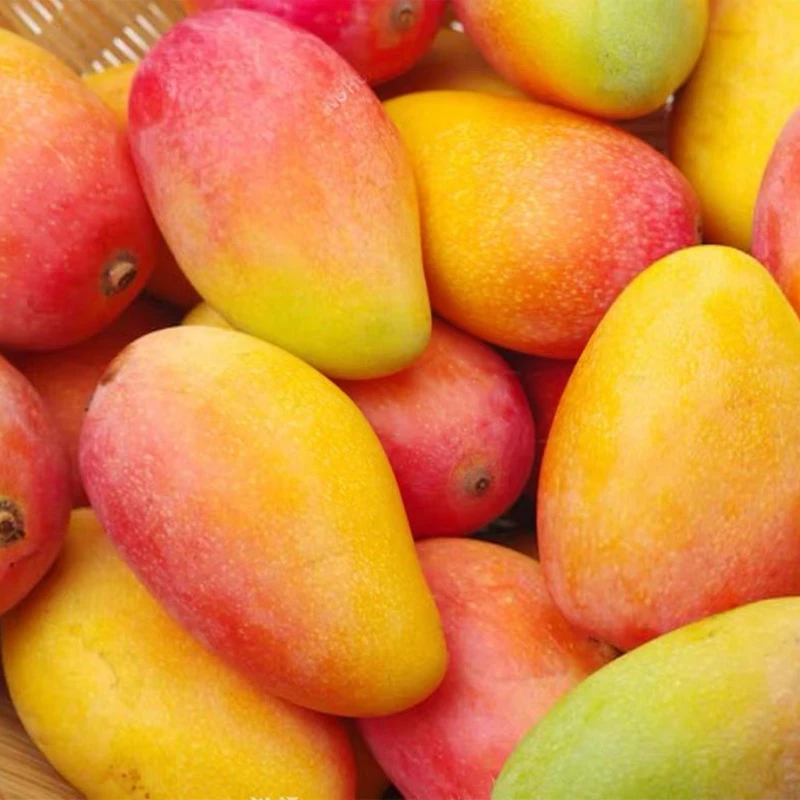 【催熟放软吃更甜 】贵妃芒果正宗广西百色现摘新鲜水果带箱5斤包邮