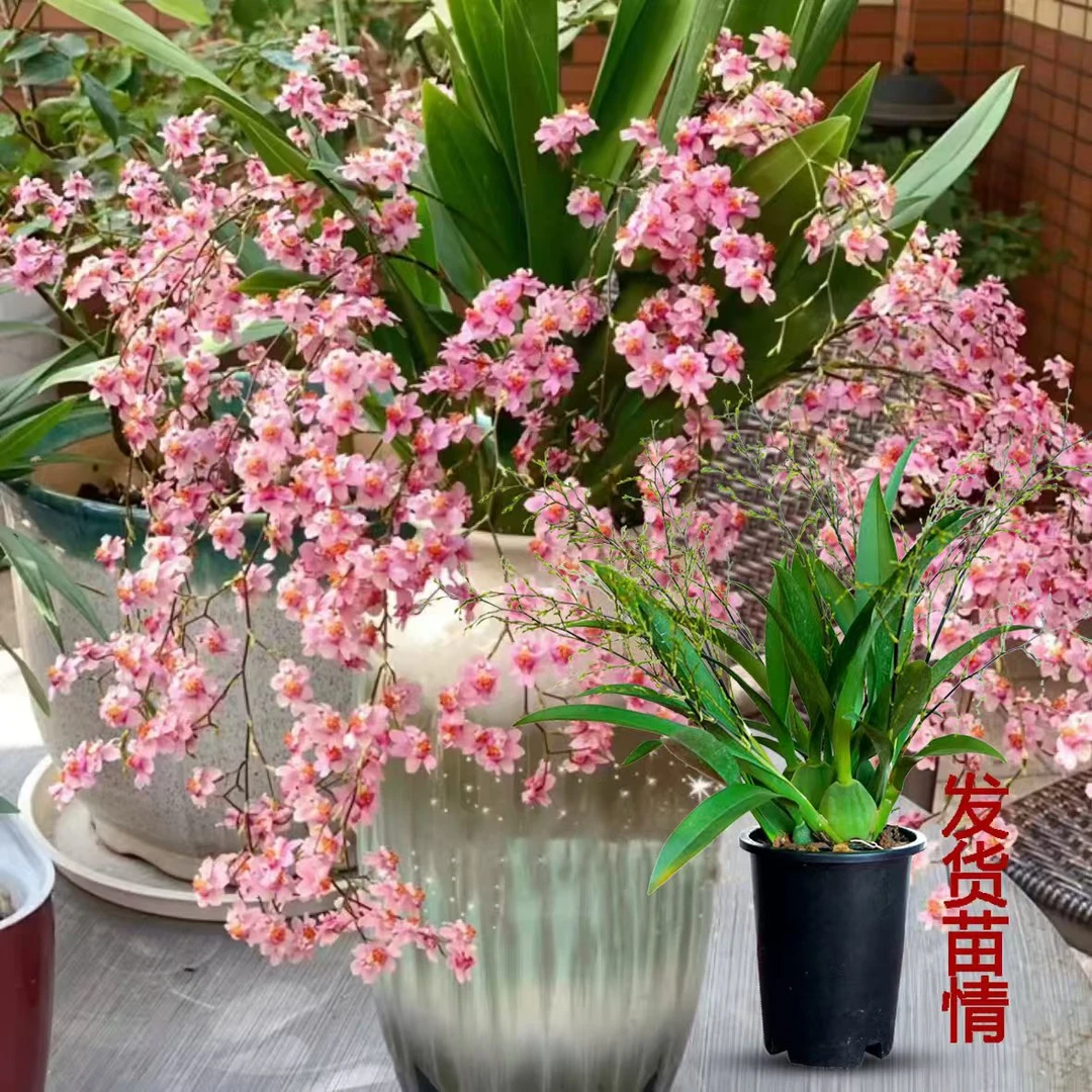 粉色梦香兰盆栽带花苞室内植物精品兰花名贵花卉