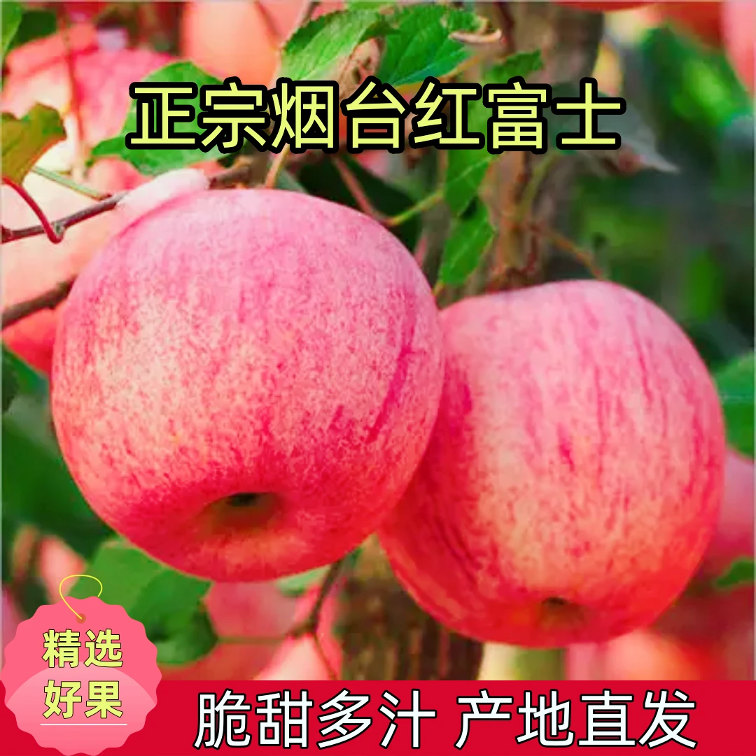 【脆甜】山东烟台栖霞红富士苹果脆甜多汁皮薄肉厚DD001