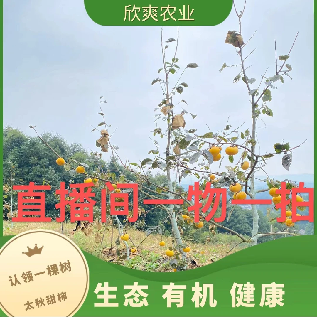一物一拍链接【包对版,不包存活】收到货放阴凉处7天不能立马种植