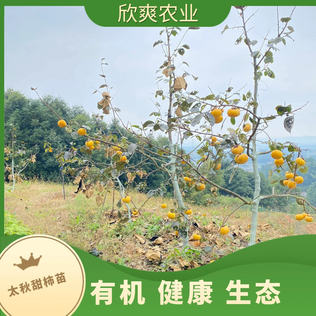 太秋甜柿裸根苗湖南生态农业高品质有机种植基地发（正宗太秋甜柿）