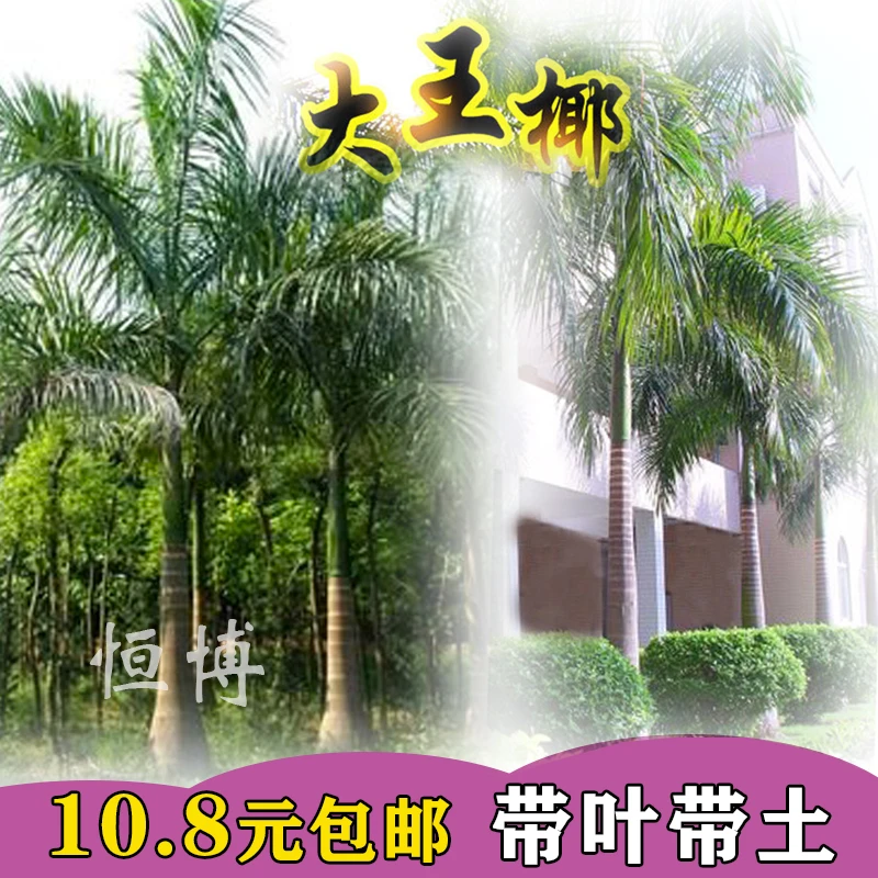 绿化树苗大王椰树苗大王棕树苗大王苗木盆栽常绿庭院别墅风景树苗