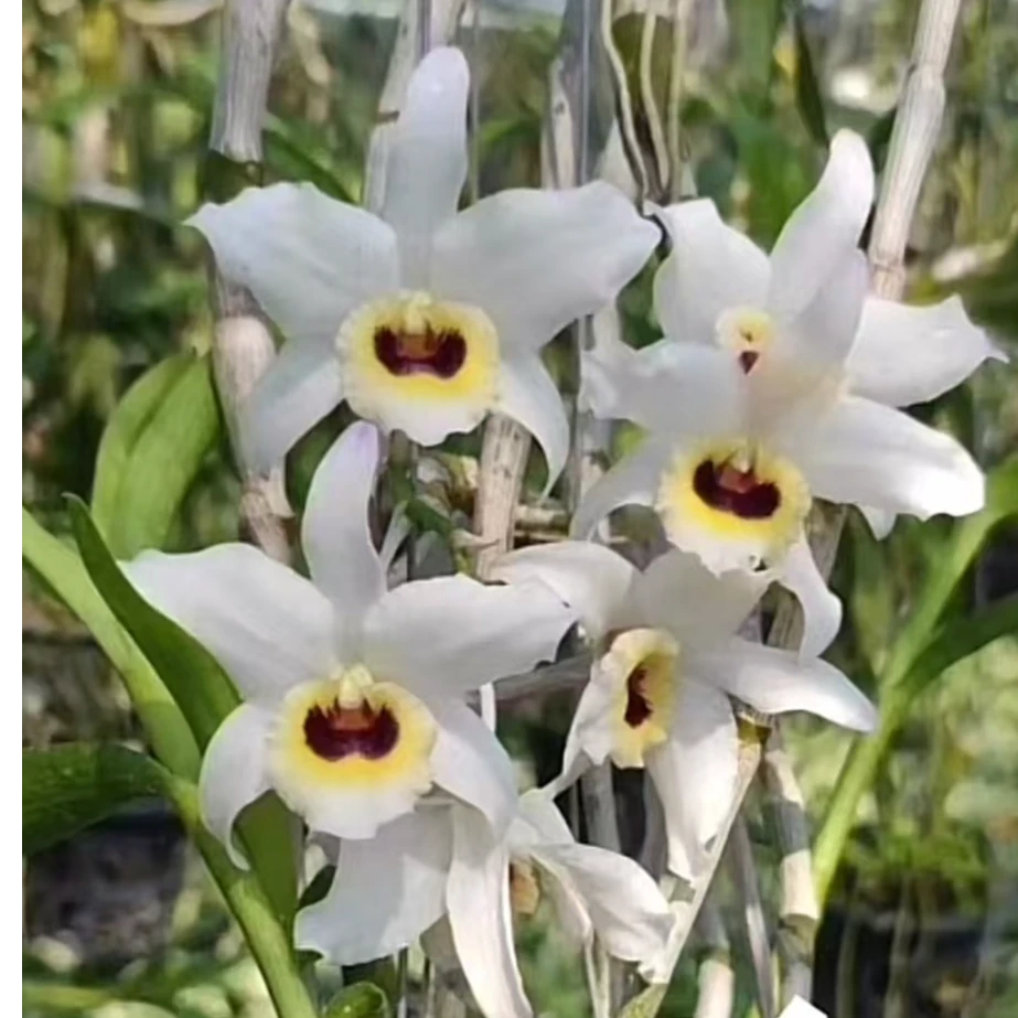 【泰国巴恩斯石斛】一物一拍，直播专用