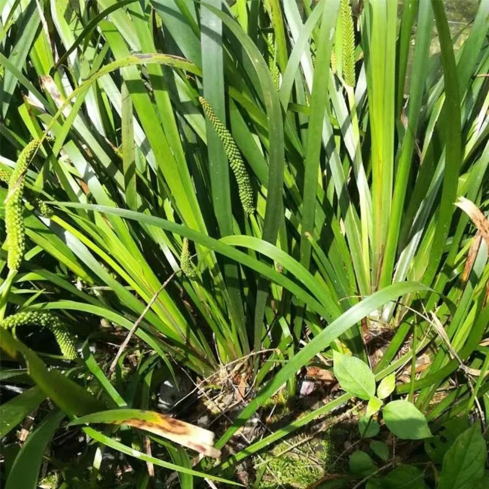 贵州山奈五香草 食物香料炒牛羊肉连根带泥发货包邮可以盆栽250g