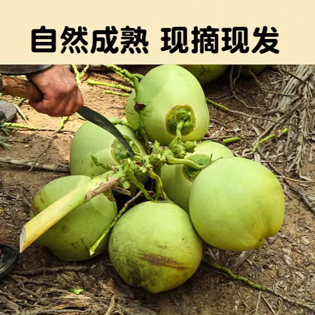 清甜椰青海南文昌带皮椰子海南新鲜椰青孕妇水果新鲜当季椰汁