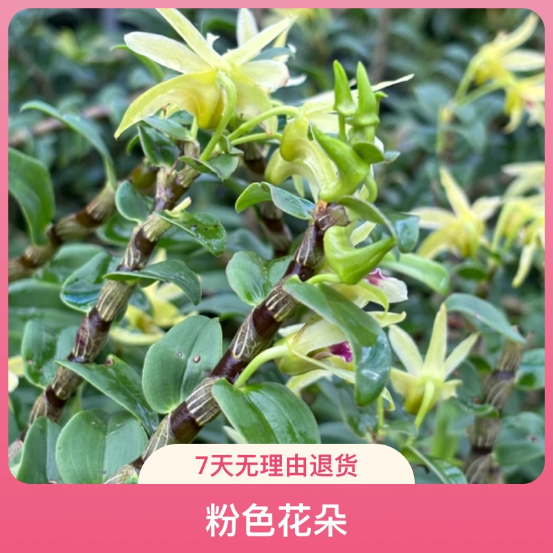 铁皮石斛九大仙草之一，