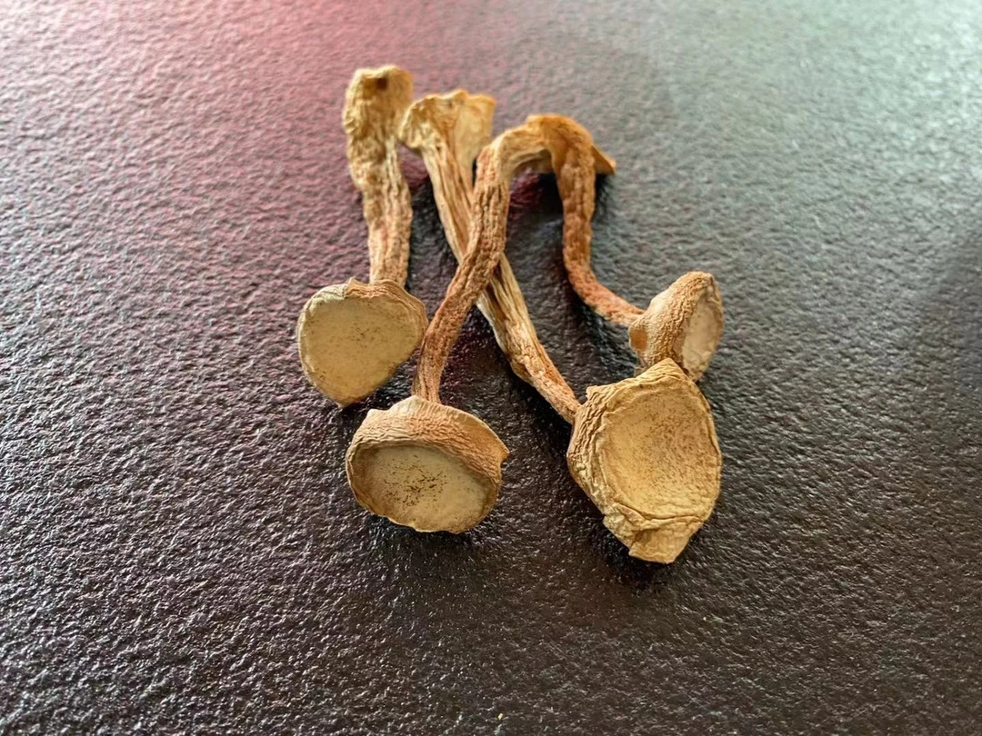 鹿茸菇干货精选菇干货无硫菌菇古田特产煲汤好食材