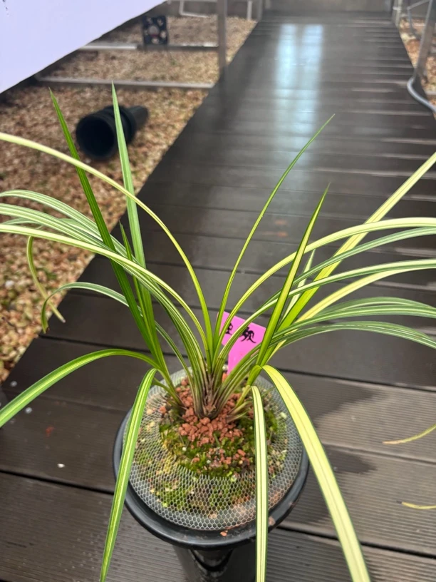 秋芝艺草一物一拍