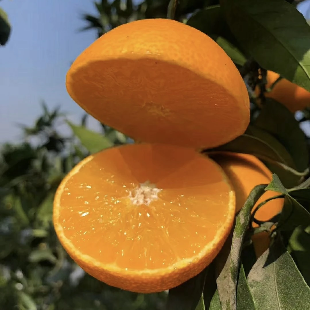 新鲜爱媛果冻橙（一份2.8-3.2斤）
