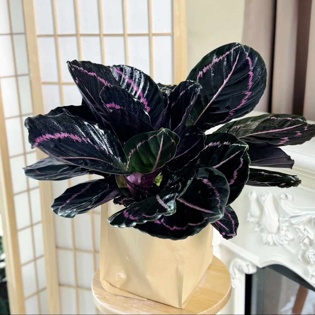 黑玫瑰竹芋室内观叶喜阴绿植