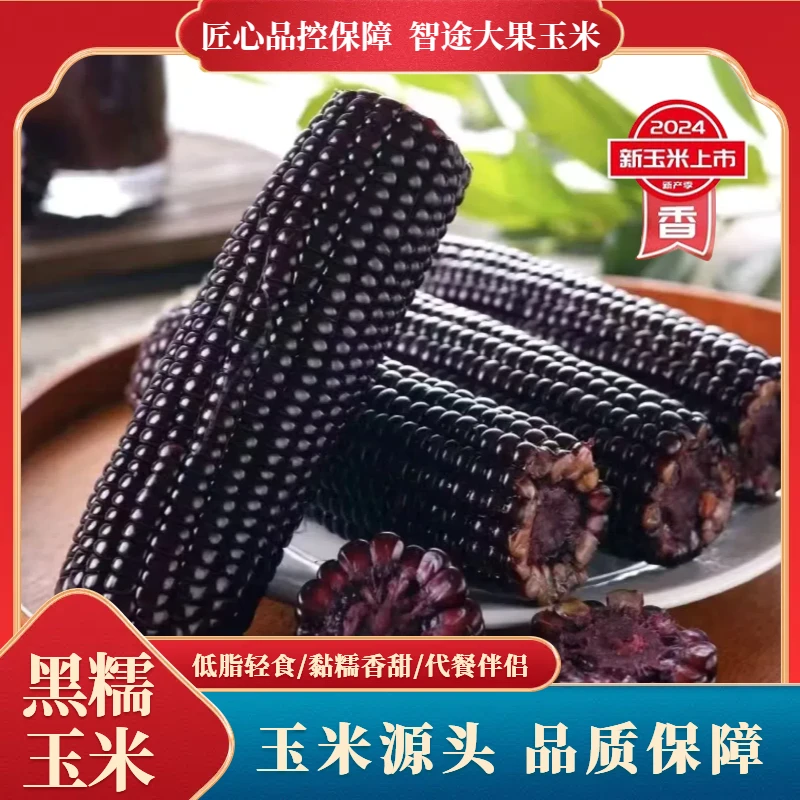 【试吃2根】24年头茬东北黑糯玉米整箱10根6斤以上透明包装智途专属