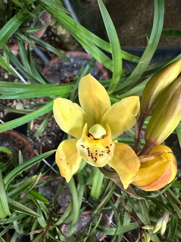 国兰 秋雨 高级典雅兰花 带香味 换盆栽好 云南基地直发
