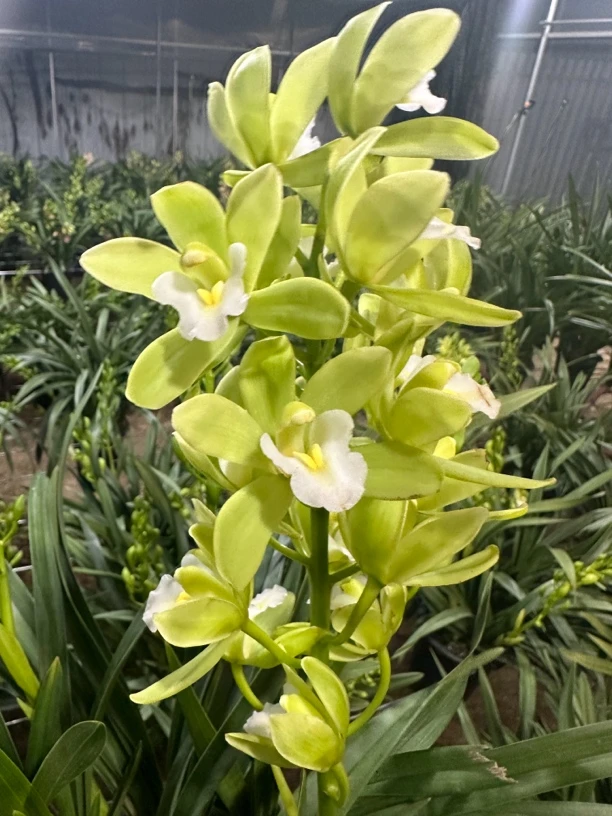 梦幻香兰 浓香型兰花 三年半苗 云南基地直发