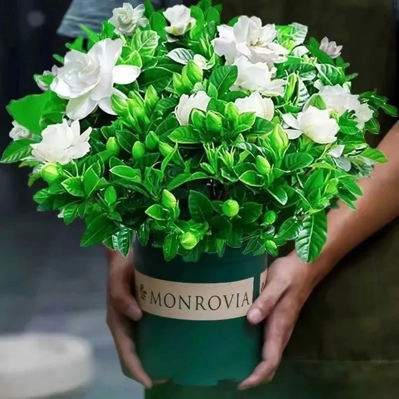 活动中【加大盆栀子花带花苞发货】栀子花盆栽室内绿植花卉绿植