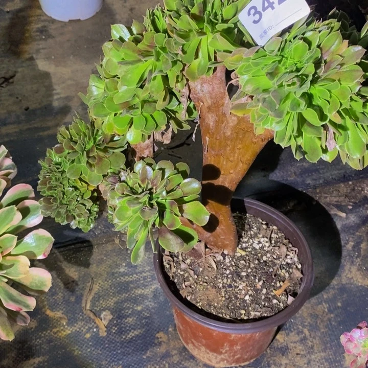 342缀化法师00000