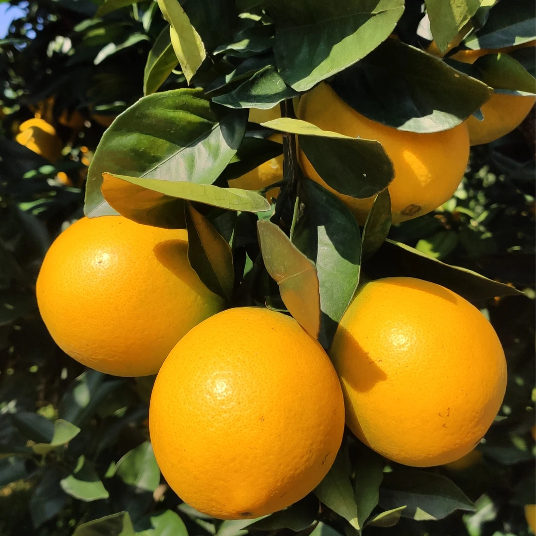 正宗赣南脐橙果园直发饱满新鲜现摘4.5-5斤 鲜甜果肉脆爽汁水丰沛