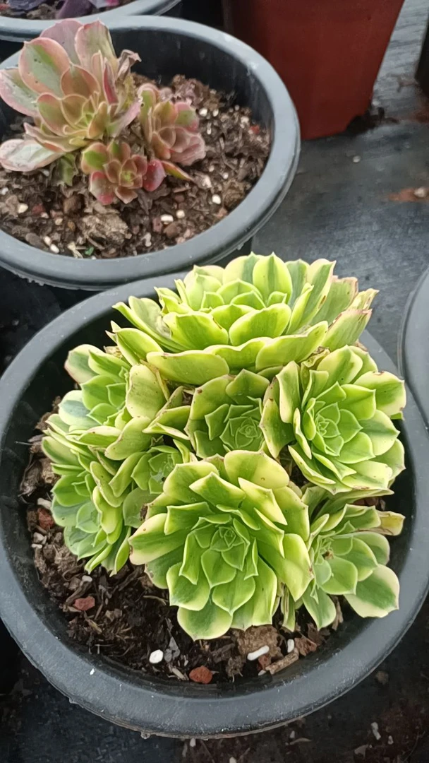 多肉法师植物3号