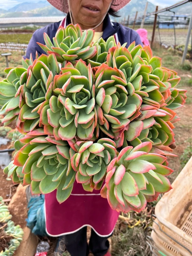 【绮罗超大号】30公分起绮罗仙子地栽多肉脱土