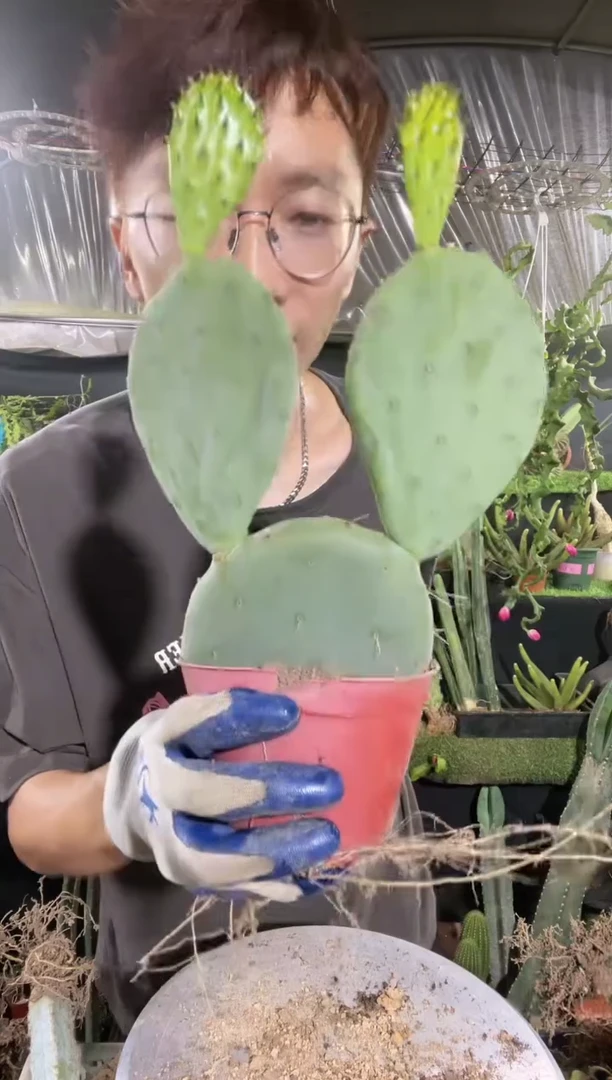 【闪购商品】仙人镜米奇头17.8