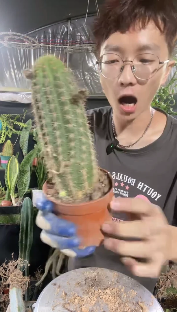 【闪购商品】红星毛花柱8.8