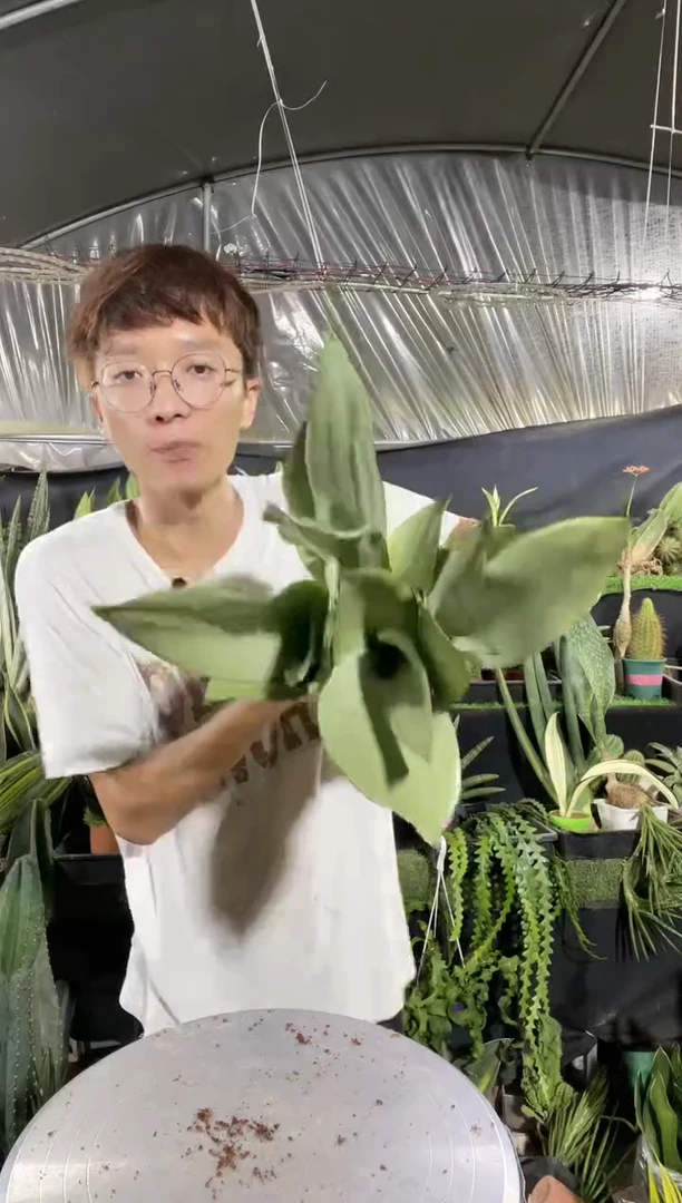 【闪购商品】母本白玉兰4棵12.8