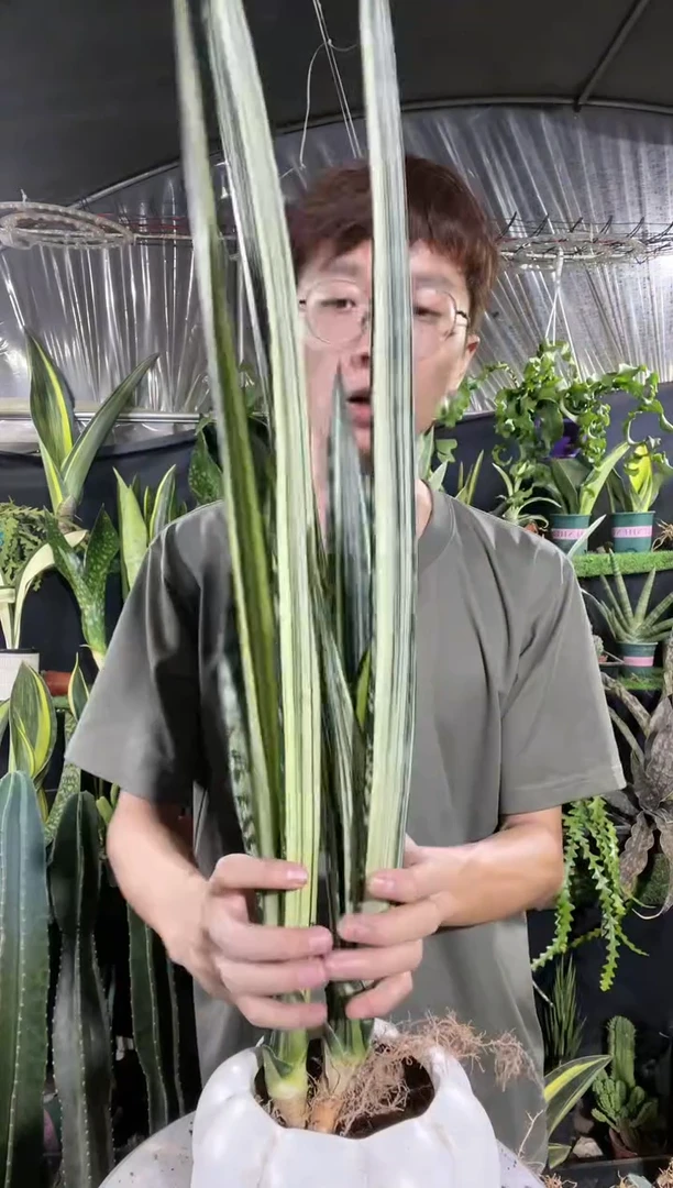 【闪购商品】大号银玉剑兰4棵19.9