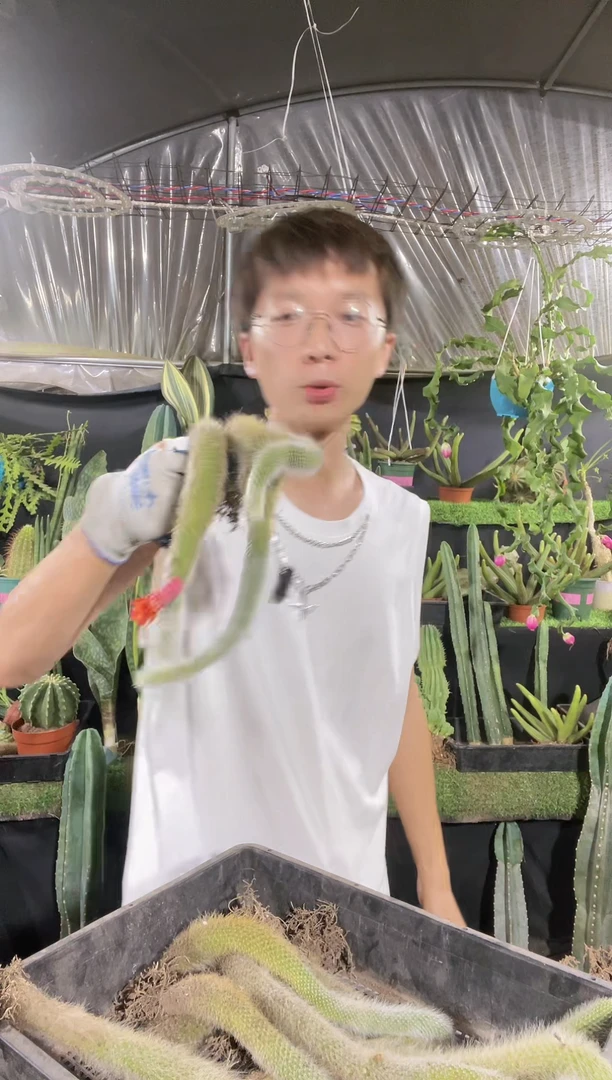 【闪购商品】九尾狐3棵9.9（18厘米）