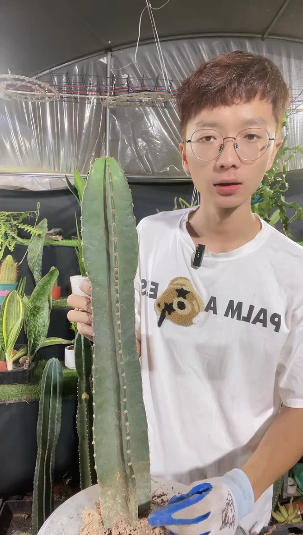 【闪购商品】有根量天尺40-50厘米22.8