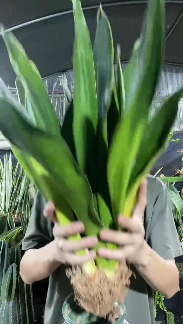 【闪购商品】黑钻虎皮兰15.8