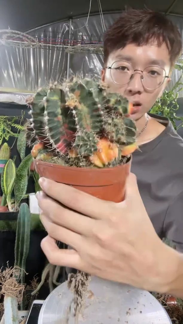 【闪购商品】牡丹仙人球9.9（不售后）