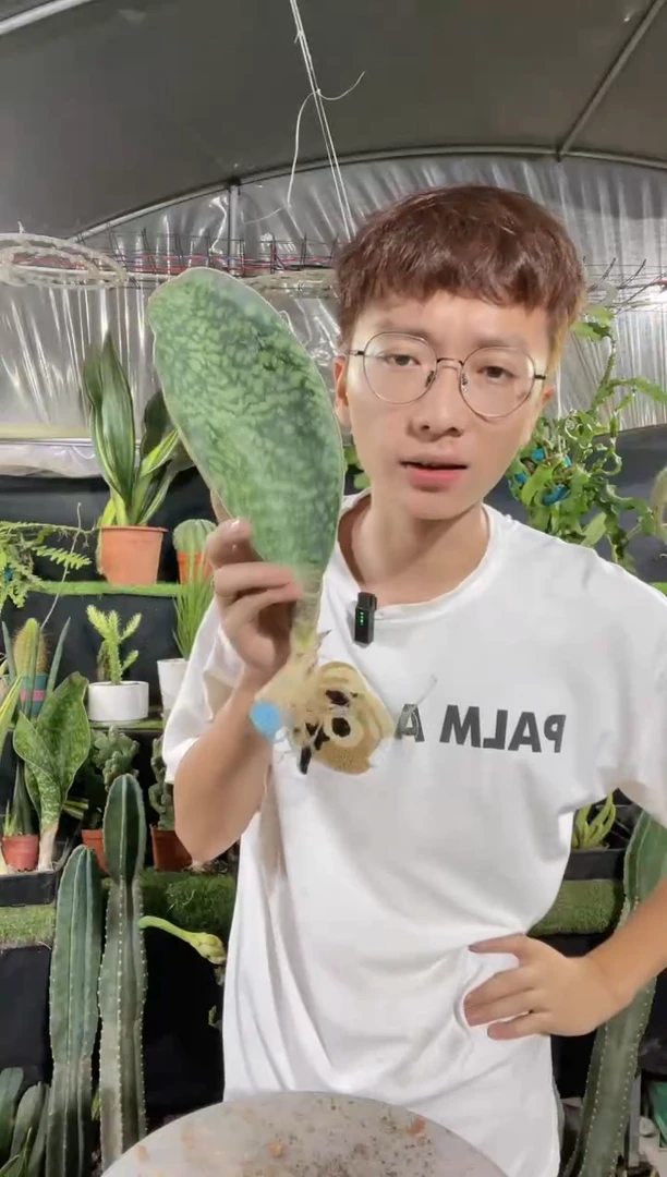 【闪购商品】小号翡翠宝镜一叶9.9