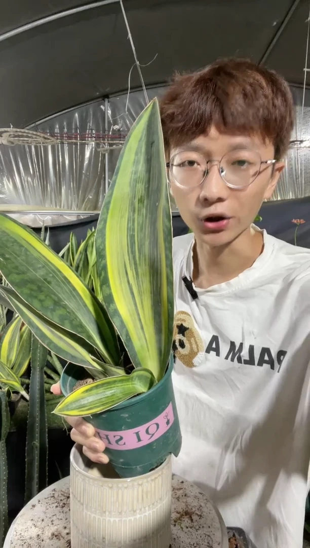 【闪购商品】黄金宝镜母本3叶起28.8