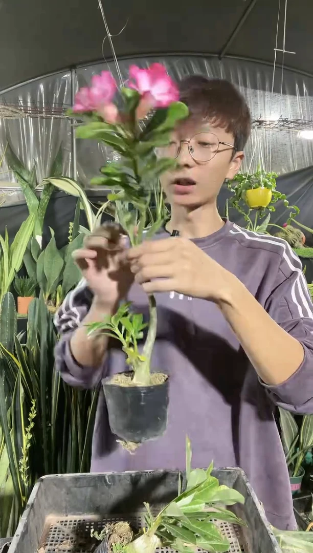 【闪购商品】沙漠玫瑰6.8