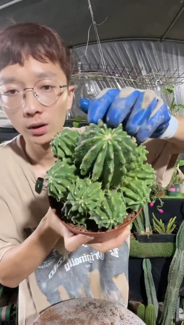 【闪购商品】群生无刺王冠龙28.8