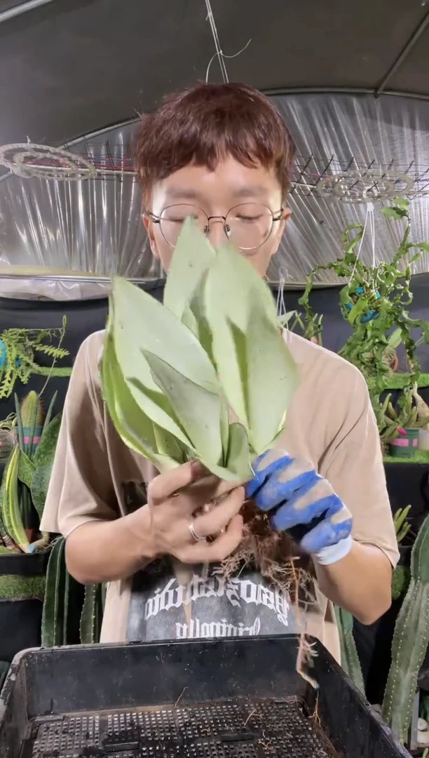 【闪购商品】白玉虎皮兰5棵9.9