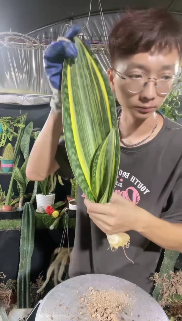 【闪购商品】黄金宝镜一叶起发18.8