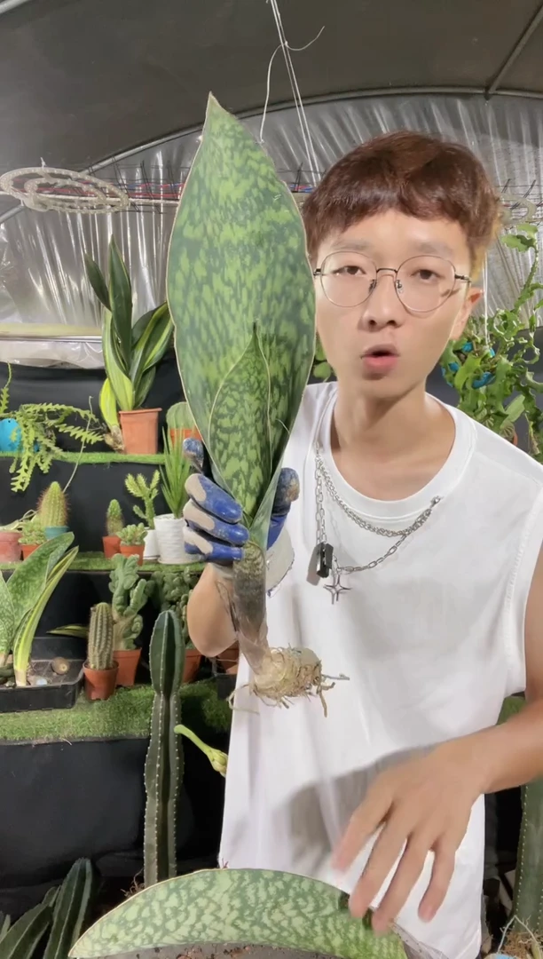 【闪购商品】大号翡翠宝镜一叶起发19.9