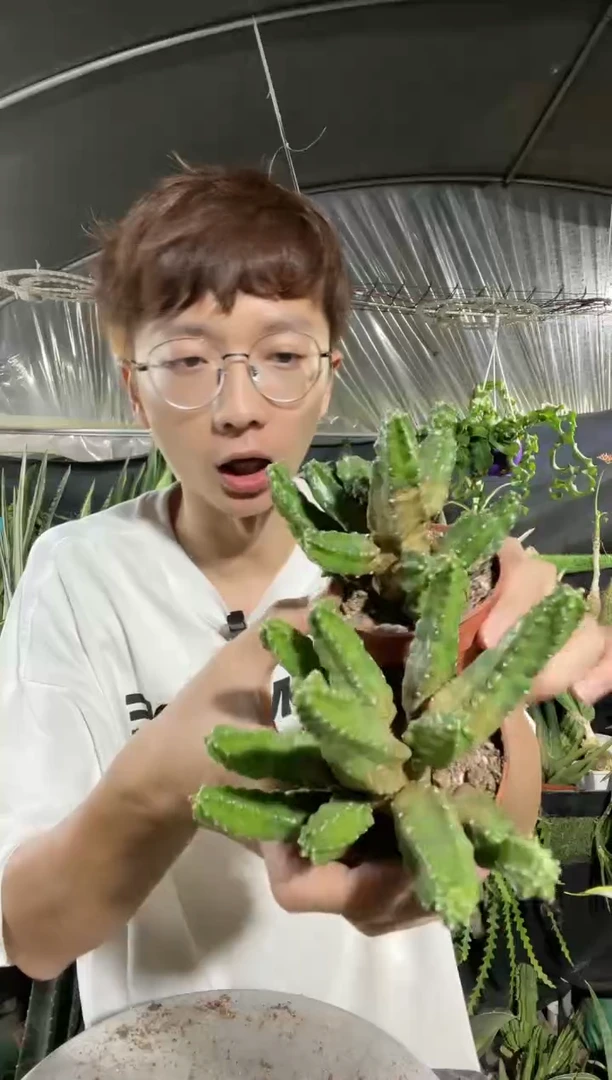 【闪购商品】桃太郎2棵9.9