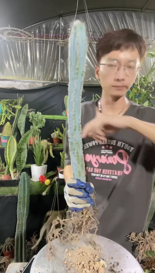 【闪购商品】20厘米起长毛蓝柱9.9