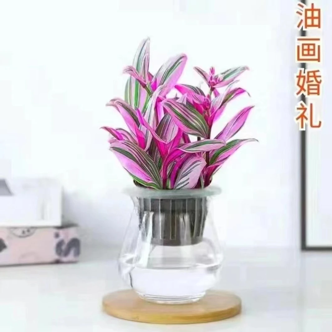 油画婚礼  吊篮盆栽 原盆原土