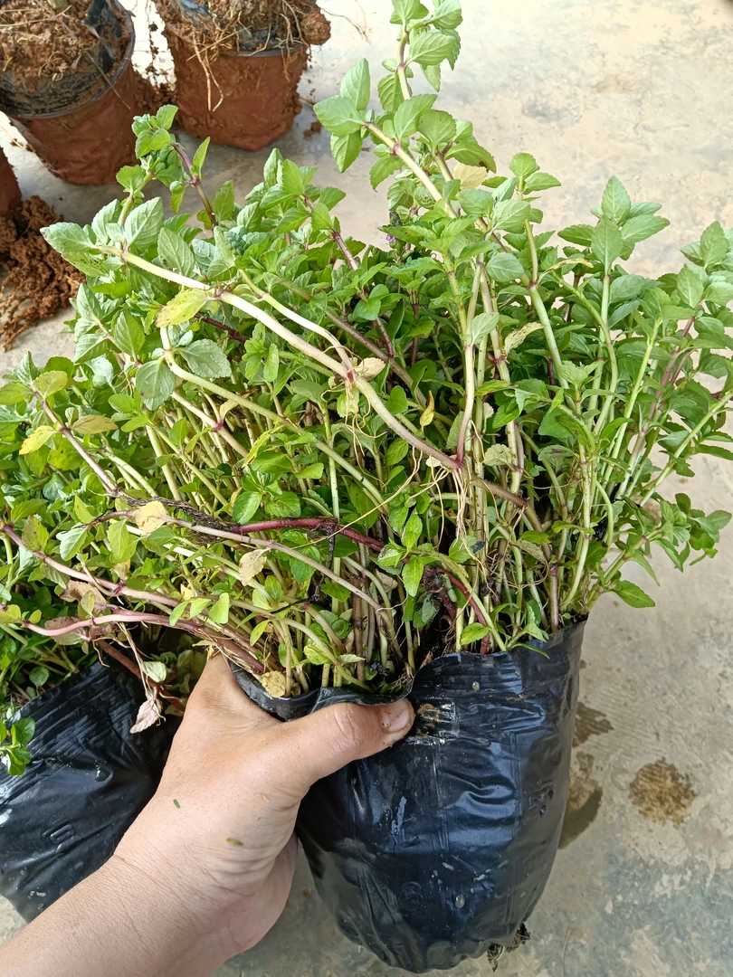 云南水香菜香香菜火锅配菜调味菜绿植可栽种易成活云南德宏蔬菜